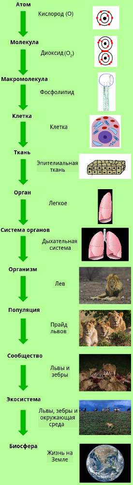 Уровни организации жизни