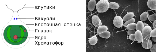 Хламидомонада