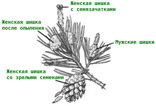 Мужские и женские шишки сосны