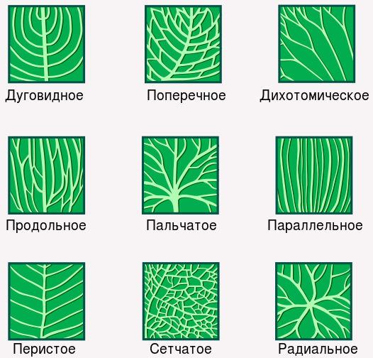 Жилкование листьев