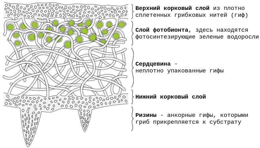 Строение лишайника