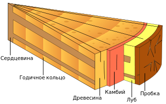 Внутреннее строение стебля