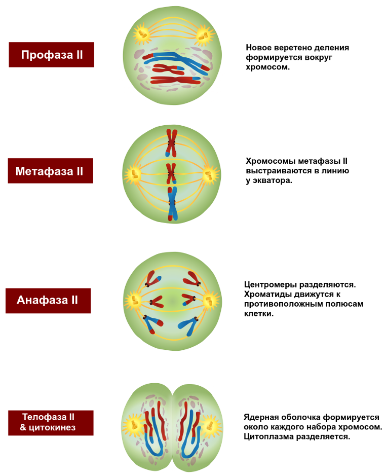 Последовательность этапов второго мейотического деления