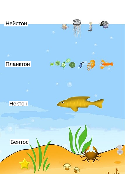 Представители и распределение в водной толще нейстона, планктона, нектона и бентоса