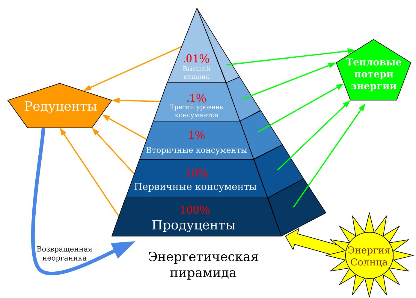 Энергетическая пирамида экосистемы