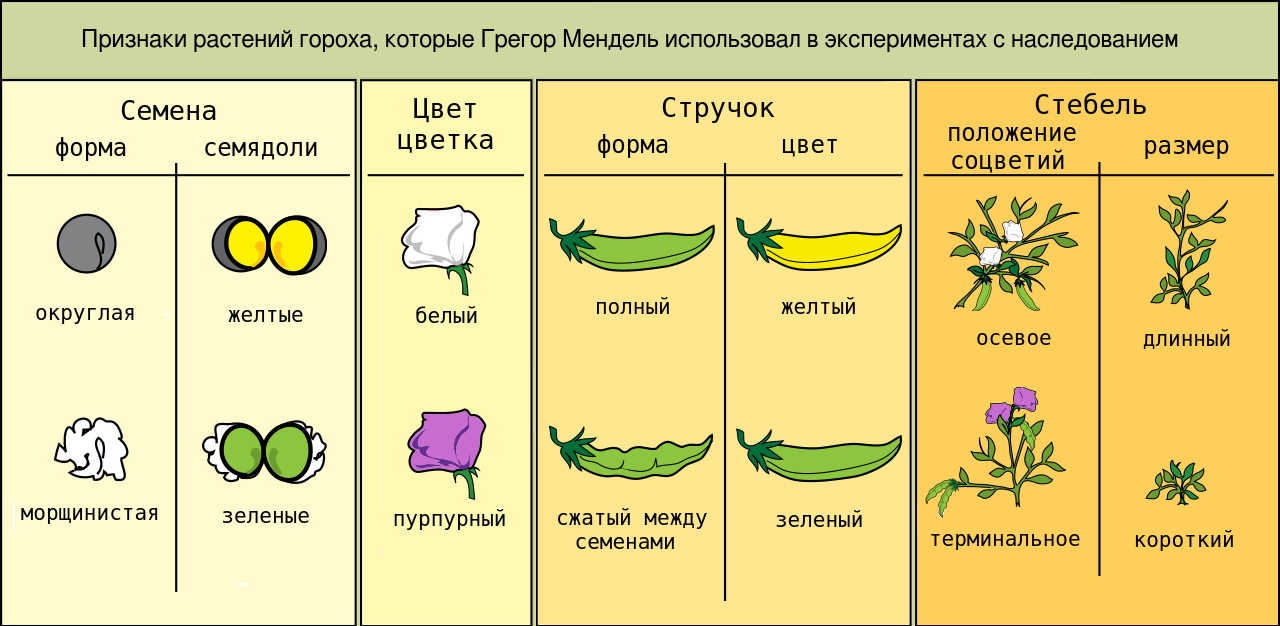 Схема скрещивания чистых линий при доминантном наследовании признака. Единообразие гибридов первого поколения