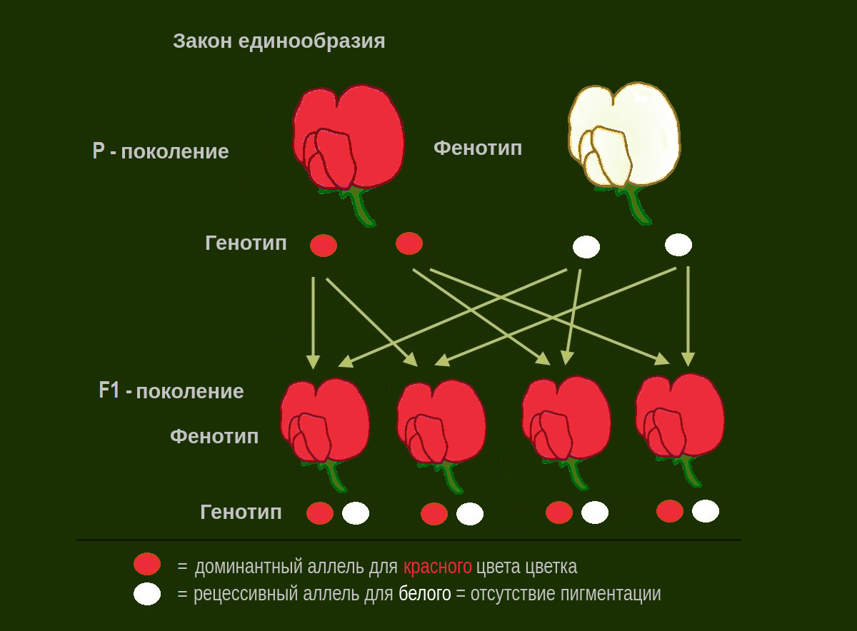 Схема скрещивания чистых линий при доминантном наследовании признака - закон единообразия гибридов первого поколения
