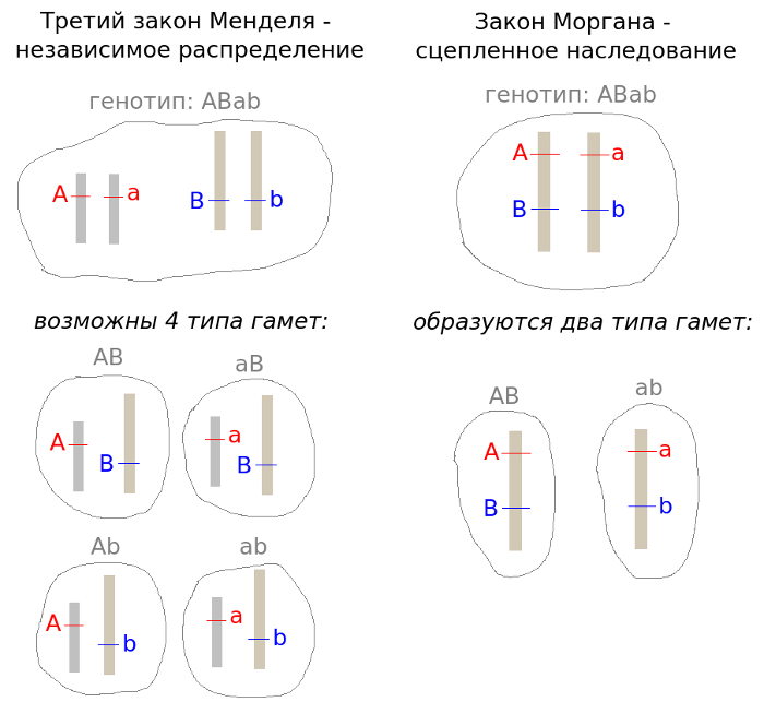 Сравнение законов Менделя и Моргана