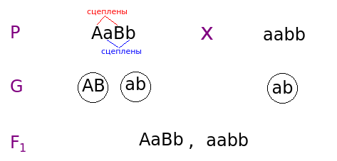 Полное сцепление доминантных аллелей