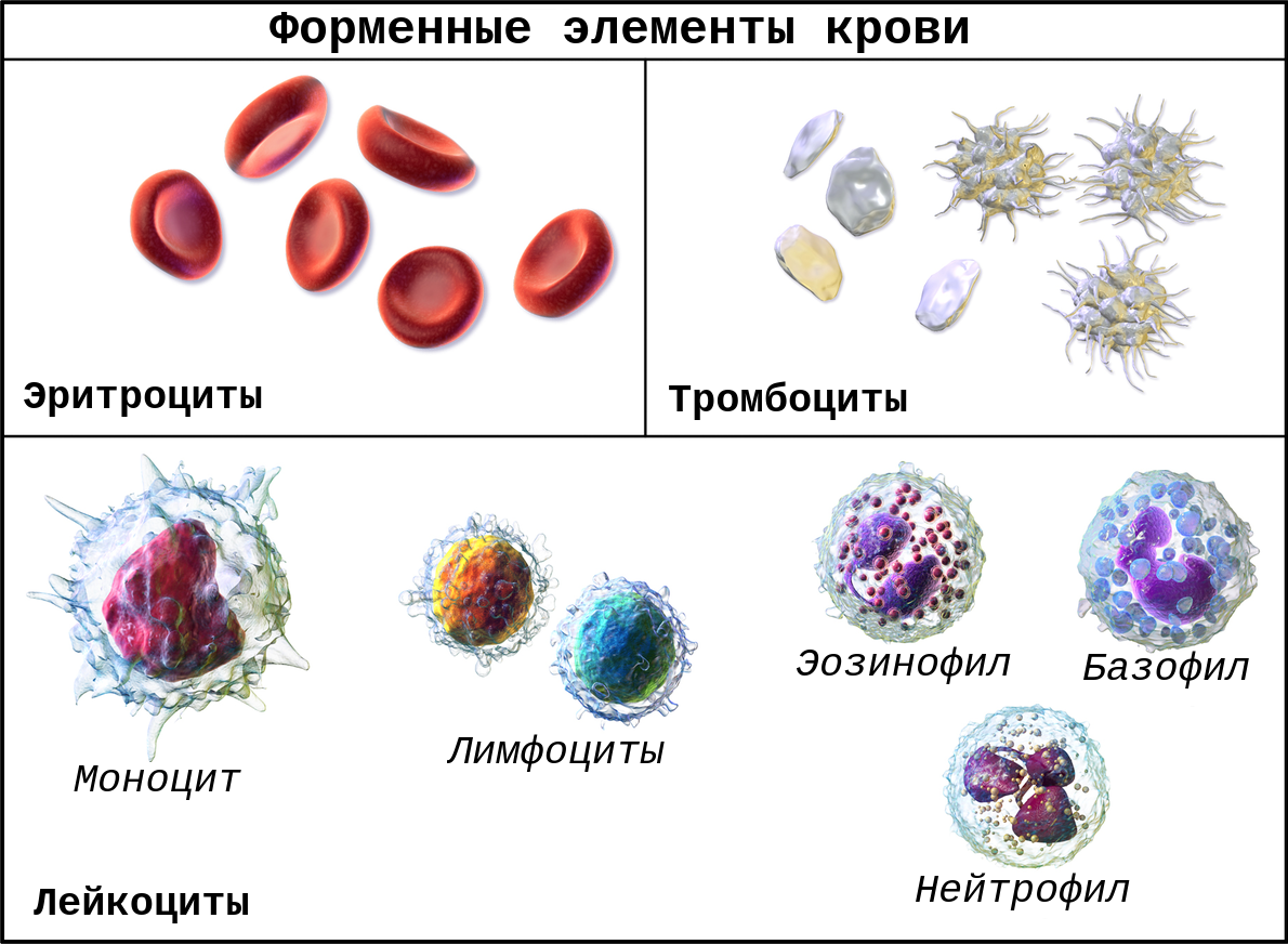 Форменные элементы крови