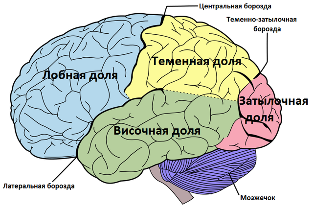 Доли и борозды коры больших полушарий