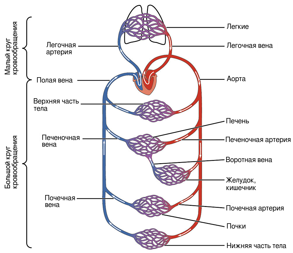 Круги кровообращения