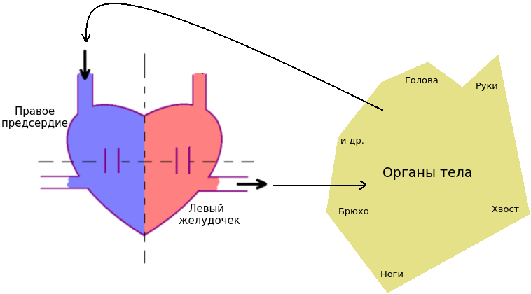 Схема большого круга кровообращения