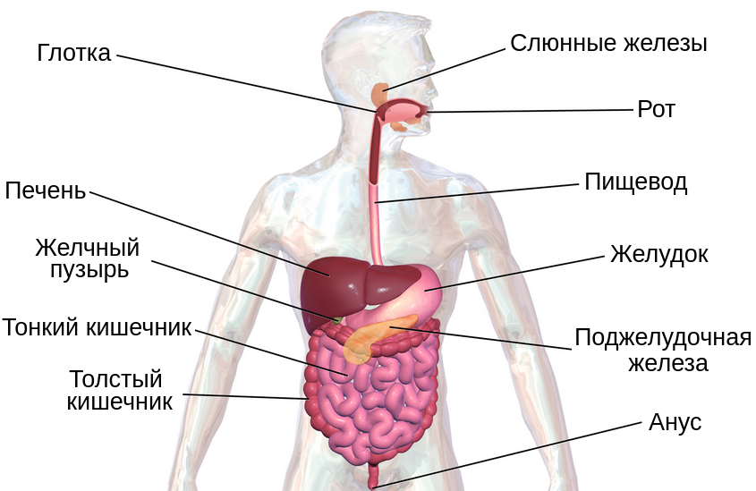 Пищеварительная система человека