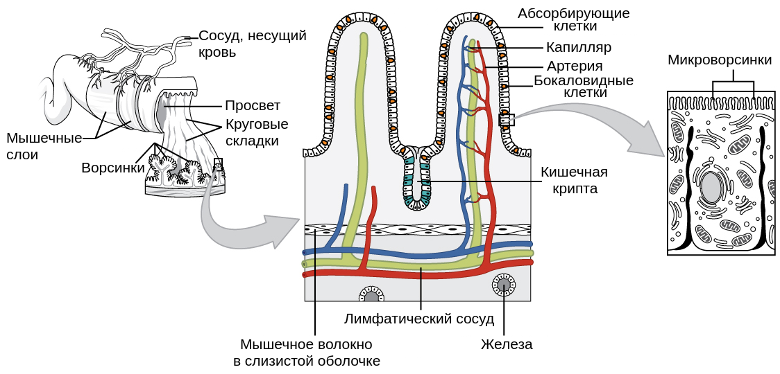 Ворсинки тонкого кишечника