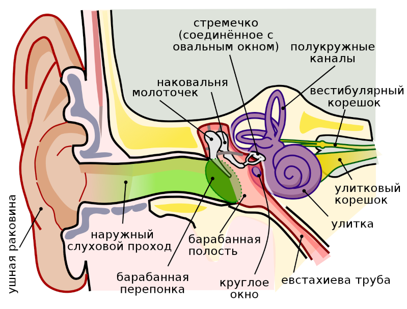 Строение уха