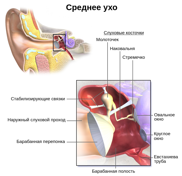Строение среднего уха
