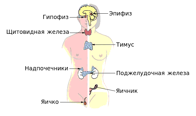 Эндокринные железы человека