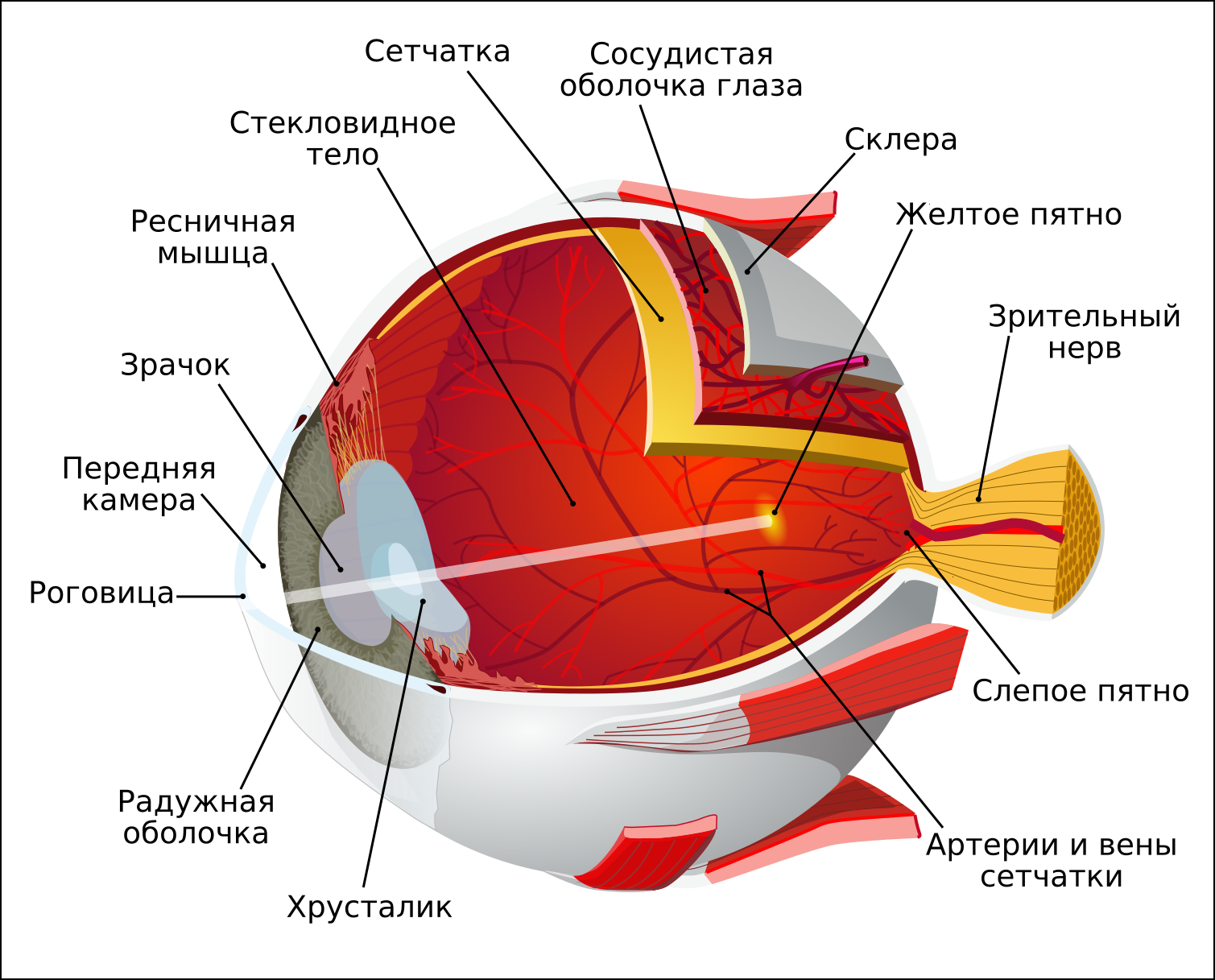 Строение глаза человека