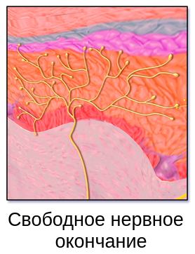Свободное нервное окончание - неинкапсулированный рецептор