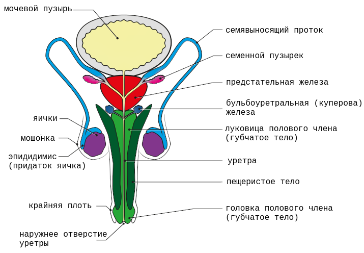 Строение мужской половой системы (фронтальный вид)