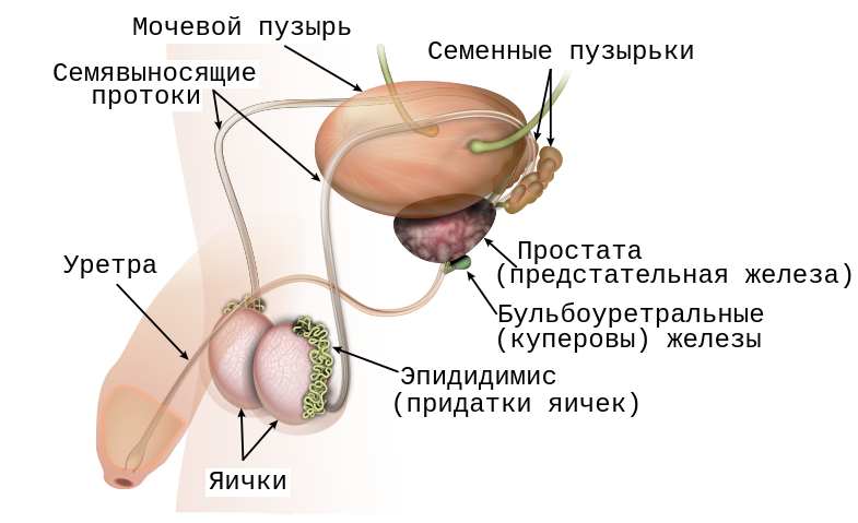 Мужская половая система (вид сбоку)