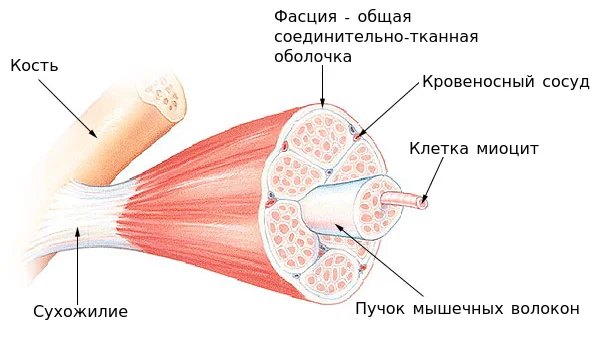 Строение скелетной мышци