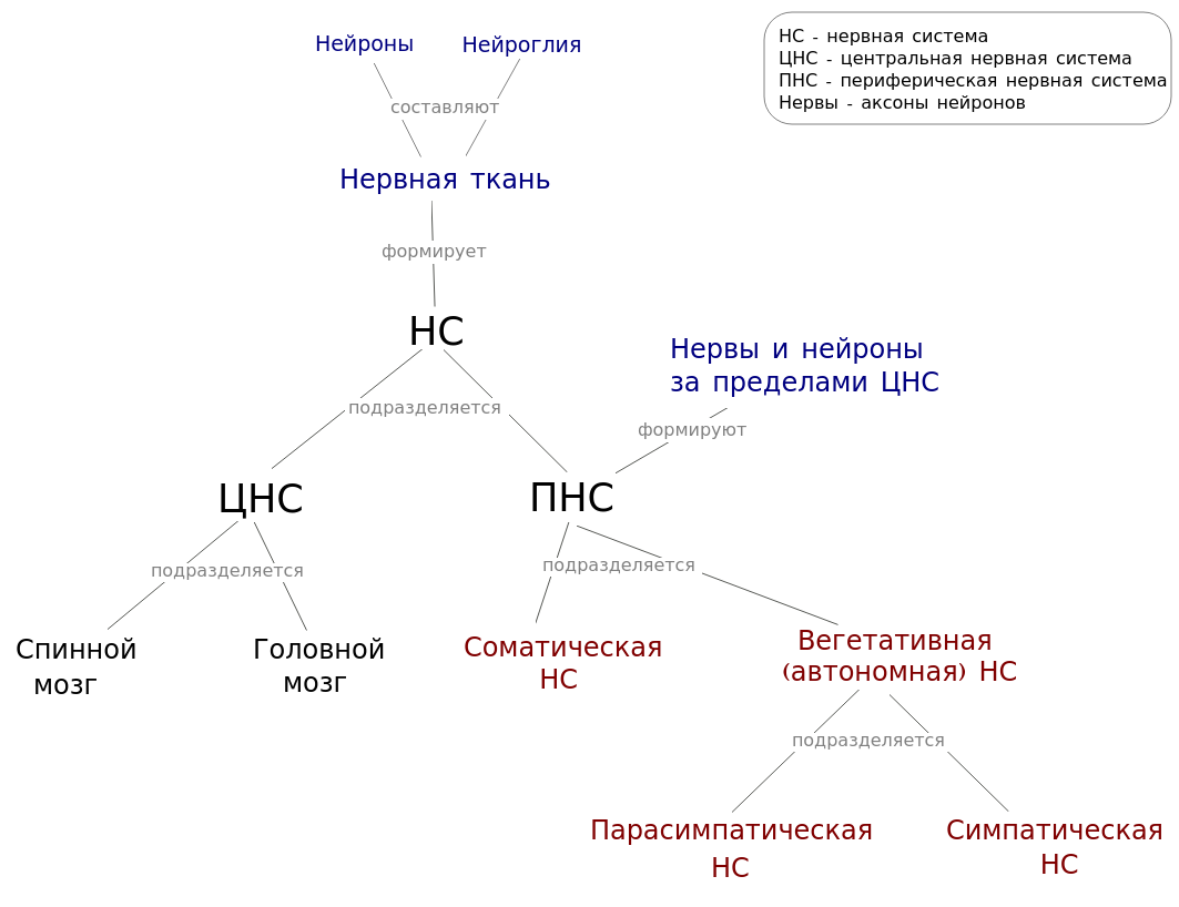Схема нервной системы человека