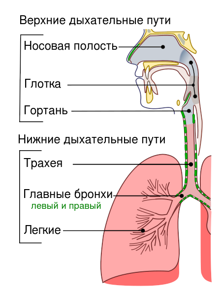 Строение дыхательной системы человека