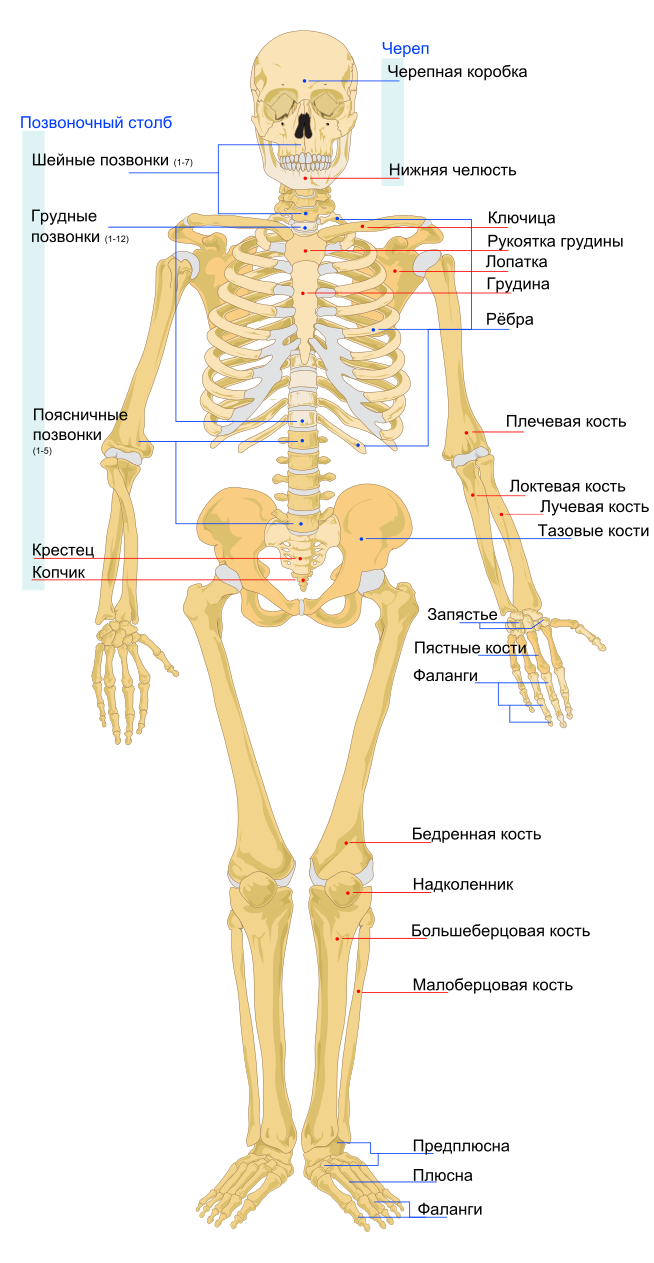 Строение скелета человека