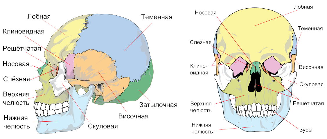 Строение черепа человека