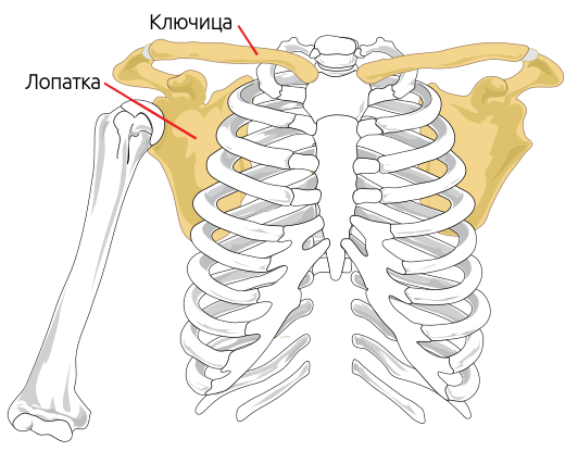 Грудная клетка и плечевой пояс