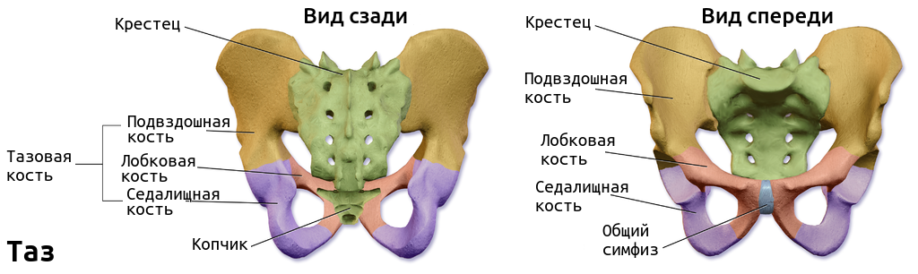Строение таза
