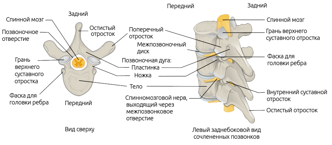 Строение позвонков