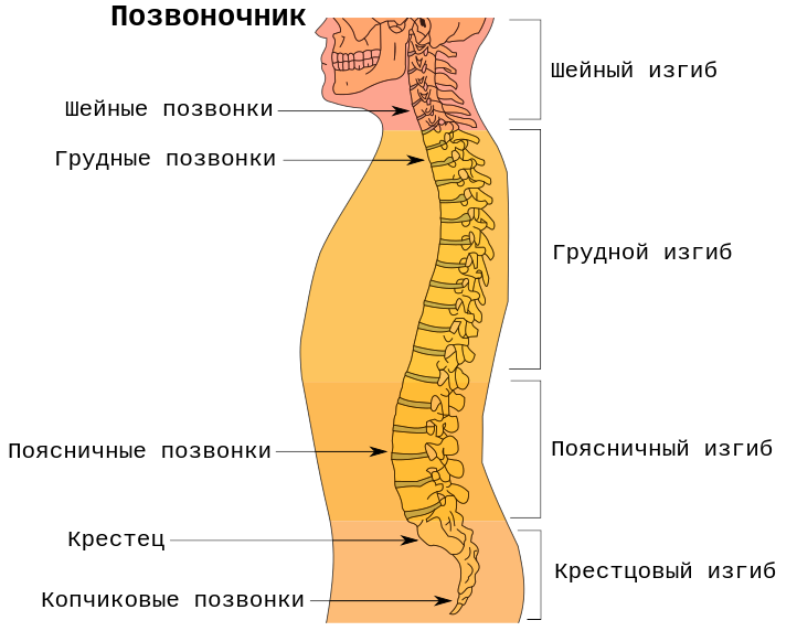 Отделы и изгибы позвоночника