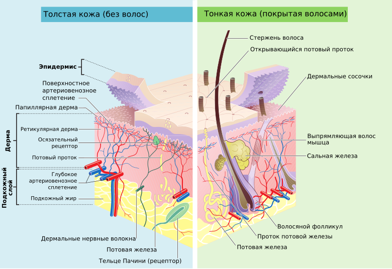 Строение кожного покрова тела человека