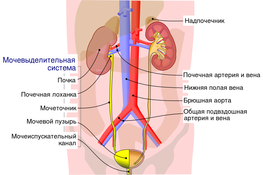 Строение мочевыделительной системы человека