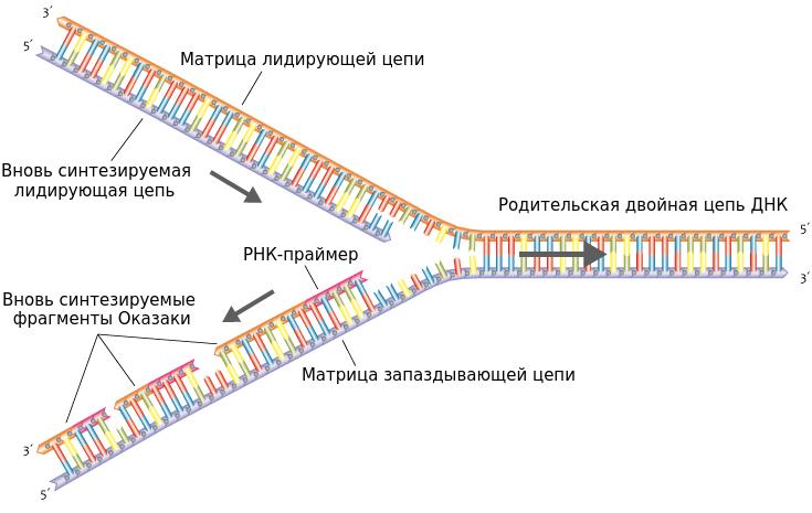 Процесс репликации
