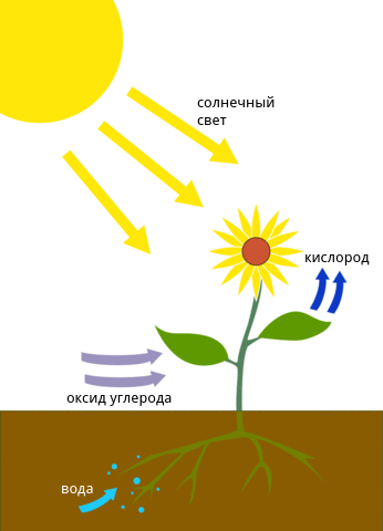 Схема фотосинтеза