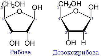 Химическое стоение рибозы и дезоксирибозы
