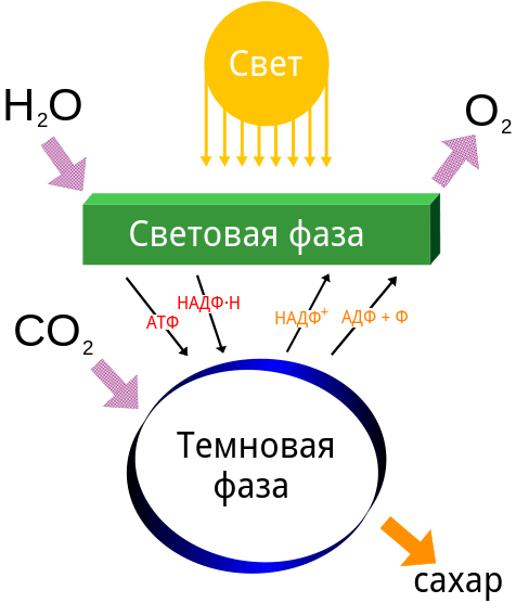 Схема фотосинтеза: световая и темновая фазы