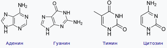 Химическое строение азотистых оснований ДНК