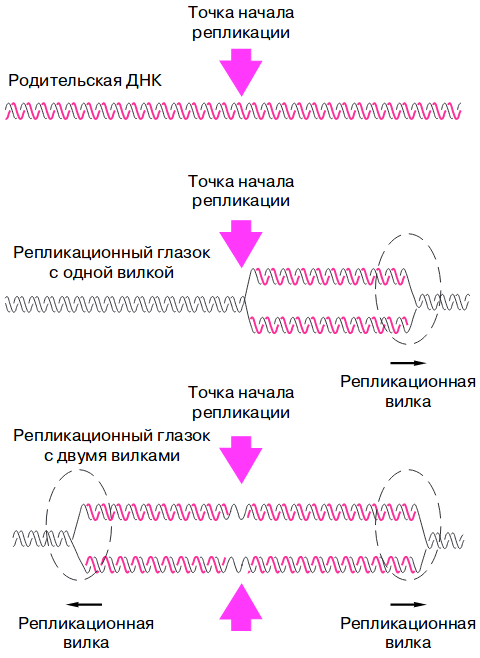 Точка начала репликации