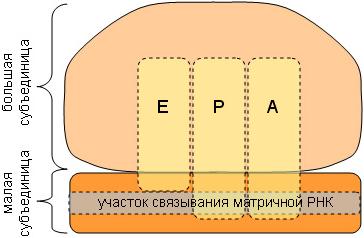 Схема строения рибосомы