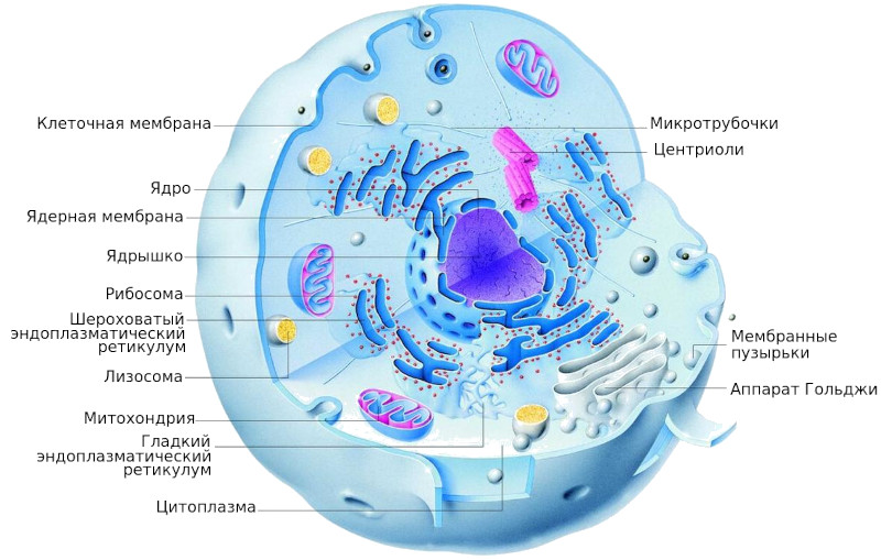 Строение животной клетки