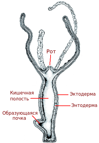 Строение гидры