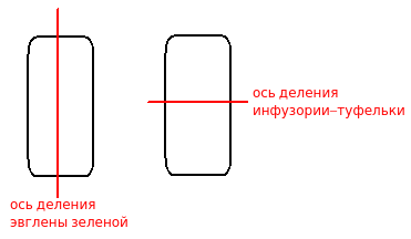 Схемы деления инфузории-туфельки и эвглены