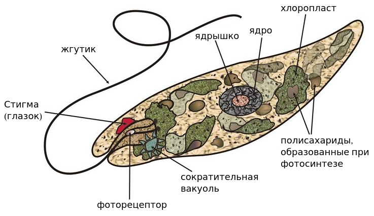 Строение эвглены